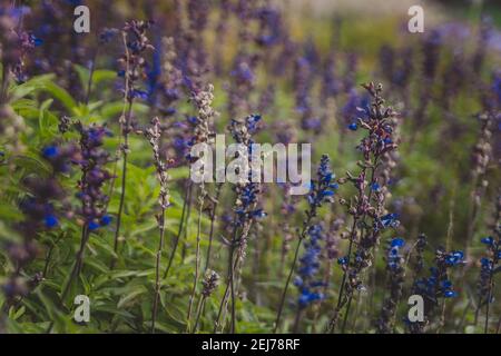 Foyer sélectif des fleurs bleues et violettes en fleurs Salvia farinacea Benth Banque D'Images