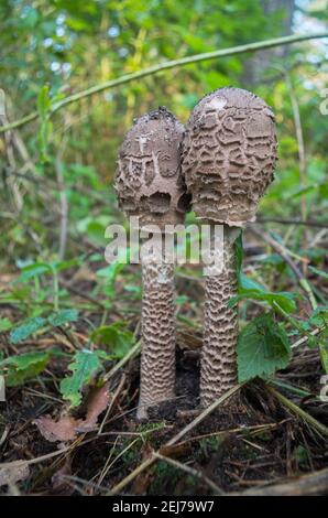 Deux jeunes champignons parasol marbés (Macrolepiota procera) - champignons basidiomycètes, espèces de champignons de la famille des champignonaceae avec bouchons non ouverts Banque D'Images