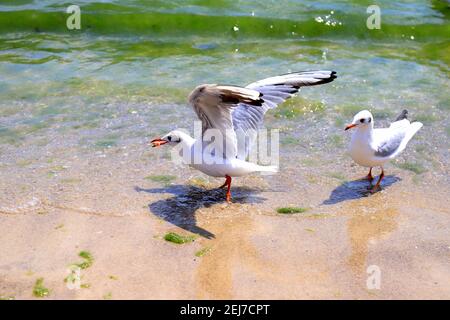 De belles grandes mouettes blanches avec de grandes ailes volent sur le fond de la mer, surf de rivière. Mouette, vol sur l'eau, été, printemps. Odessa Banque D'Images