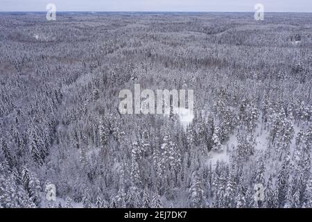 Hiver sans fin, forêt enneigée. Photo du drone. Nature scandinave, Finlande. Nuxio, jour nuageux, mangé dans un rêve. Photo de haute qualité Banque D'Images