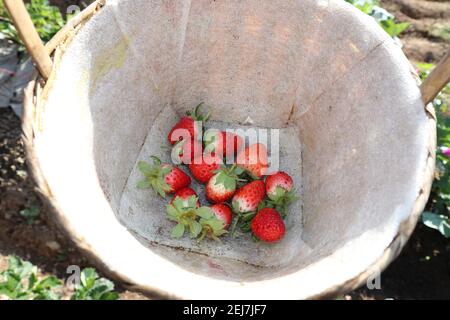 Plusieurs fraises, rouge vif, ont été placées dans le panier. Avec des terres agricoles comme arrière-plan. Banque D'Images