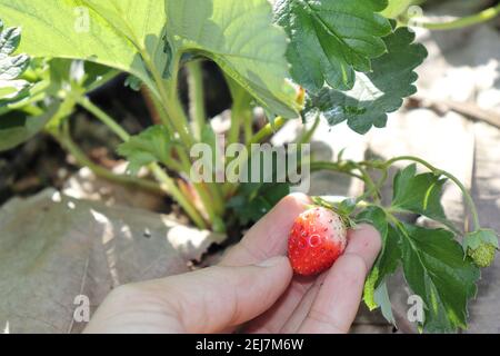 Une main ramarait une fraise de son arbre. Banque D'Images