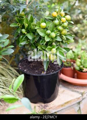 Calamansi également connu sous le nom de calamondin, croissant dans un pot Banque D'Images