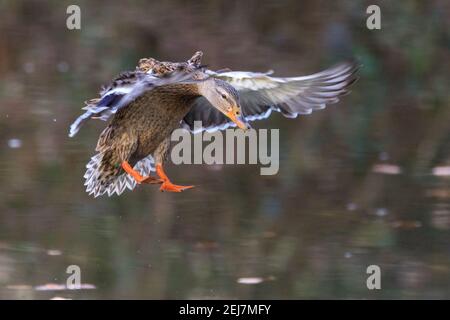 Canard colvert (Anas platyrhynchos), femelle, gros plan, en vol, atterrissage Banque D'Images