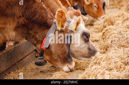 Industrie laitière de l'élevage. Les vaches en jersey rouge se tiennent dans une cale mangeant du foin. Banque D'Images