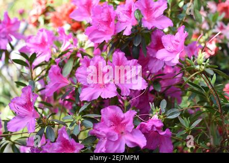 Fleurs d'azalée roses qui poussent sur un arbuste Banque D'Images