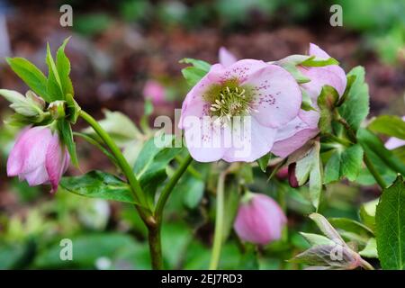 Hellébores mouchetés de rose pâle, ou rose lenten, en fleur Banque D'Images