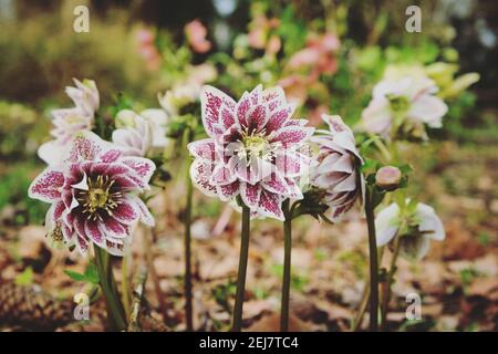Helleborus x hybridus, mouchetés roses et blancs, 'Painted doubles' ou rose lenten, en fleur Banque D'Images