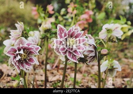 Helleborus x hybridus, mouchetés roses et blancs, 'Painted doubles' ou rose lenten, en fleur Banque D'Images