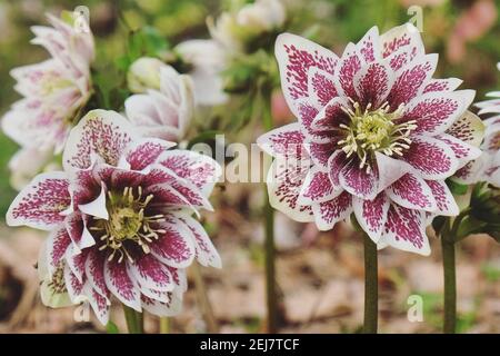 Helleborus x hybridus, mouchetés roses et blancs, 'Painted doubles' ou rose lenten, en fleur Banque D'Images