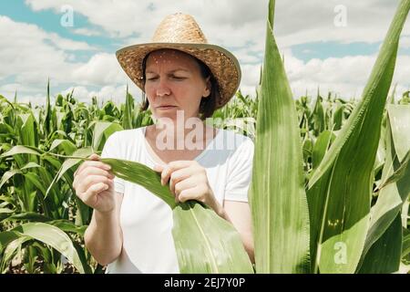 Agronome féminin examinant des plants de maïs vert non mûr dans le champ cultivé l'après-midi ensoleillé d'été Banque D'Images