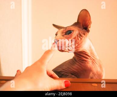 Une maîtresse jouant avec un chat Sphynx canadien, touchant le nez du chat. Concept de relation entre l'homme et les animaux de compagnie. Banque D'Images