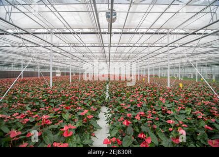 Des rangées sans fin de plantes d'Anthurium (également connu sous le nom de scherzerianum ou fleur de Flamingo) sont cultivées artificiellement à l'intérieur de la gigantesque serre - la plus grande base de plantation de fleurs de haut grade dans le nord de la Chine - appartenant au Parc International des Sciences des fleurs de Binhai situé à Chituzhen, district de Dongli à Tianjin, Chine, RPC. © Olli Geibel Banque D'Images