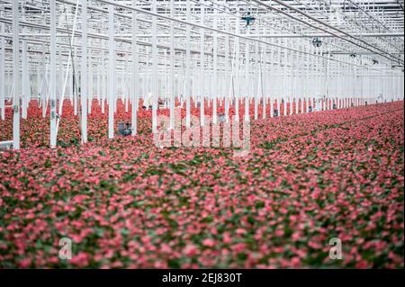 Des rangées sans fin de plantes d'Anthurium (également connu sous le nom de scherzerianum ou fleur de Flamingo) sont cultivées artificiellement à l'intérieur de la gigantesque serre - la plus grande base de plantation de fleurs de haut grade dans le nord de la Chine - appartenant au Parc International des Sciences des fleurs de Binhai situé à Chituzhen, district de Dongli à Tianjin, Chine, RPC. © Olli Geibel Banque D'Images