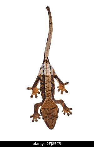 Vue de dessus de Crested Gecko aka Correlophus ciliatus. Se tenir sur une surface blanche. Isolé sur fond blanc. Banque D'Images