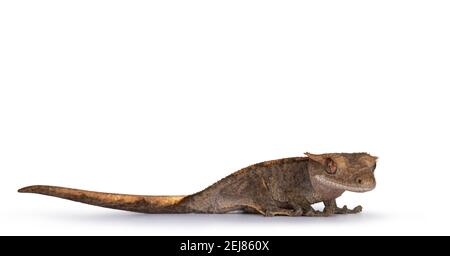 Niveau des yeux de gris gris Crested Gecko aka Correlophus ciliatus. Sur les côtés, la tête tournée vers la caméra. Isolé sur fond blanc. Banque D'Images