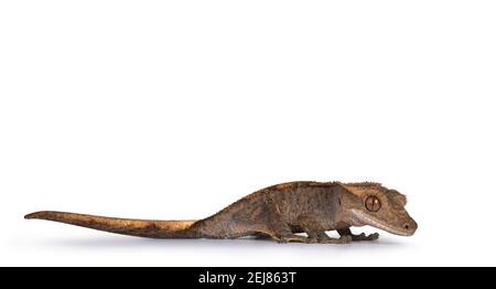 Niveau des yeux de gris gris Crested Gecko aka Correlophus ciliatus. Sur les côtés, en regardant droit devant vous. Isolé sur fond blanc. Banque D'Images