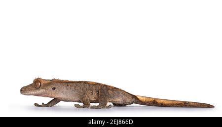 Niveau des yeux de gris gris Crested Gecko aka Correlophus ciliatus. À pied, en regardant tout droit. Isolé sur fond blanc. Banque D'Images