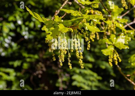 Longs chatons jaunes suspendus d'un chêne anglais (Quercus robur) et feuilles et feuillage frais et verts au printemps, Surrey, au sud-est de l'Angleterre Banque D'Images