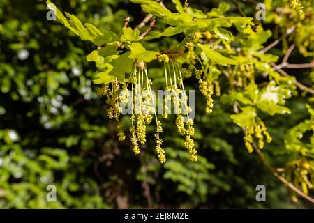 Longs chatons jaunes suspendus d'un chêne anglais (Quercus robur) et feuilles et feuillage frais et verts au printemps, Surrey, au sud-est de l'Angleterre Banque D'Images