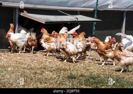un troupeau de poules en liberté pour la production commerciale d'oeufs Banque D'Images