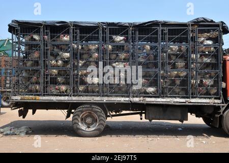 Jagdalpur- marché de l'abus d'animaux à Chhattisgarh-Inde