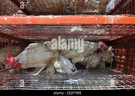 Jagdalpur- marché de l'abus d'animaux à Chhattisgarh-Inde