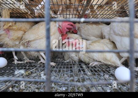 Jagdalpur- marché de l'abus d'animaux à Chhattisgarh-Inde