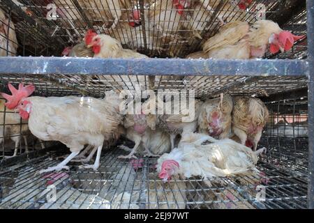 Jagdalpur- marché de l'abus d'animaux à Chhattisgarh-Inde