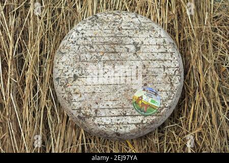 Élevage de chèvres et production de produits biologiques à partir de lait de chèvre Banque D'Images