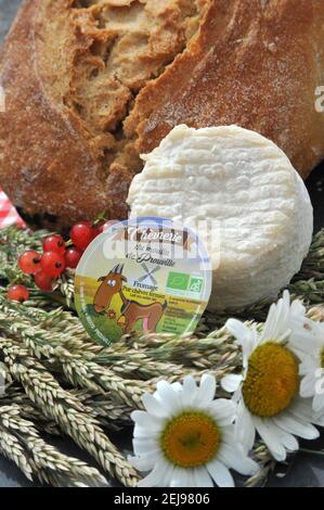 Élevage de chèvres et production de produits biologiques à partir de lait de chèvre Banque D'Images