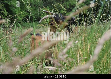 Élevage de chèvres et production de produits biologiques à partir de lait de chèvre Banque D'Images
