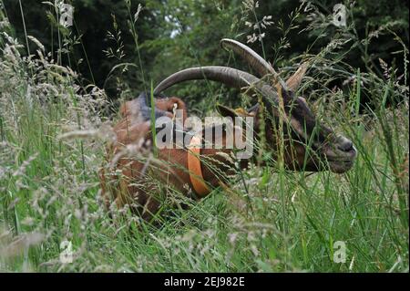 Élevage de chèvres et production de produits biologiques à partir de lait de chèvre Banque D'Images