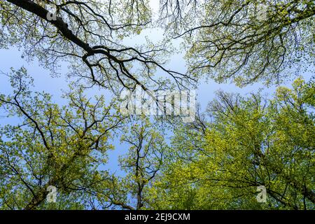 Un grand arbre dans une forêt Banque D'Images