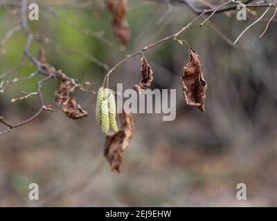 Hazel arbre avec les premiers chatons de printemps Banque D'Images