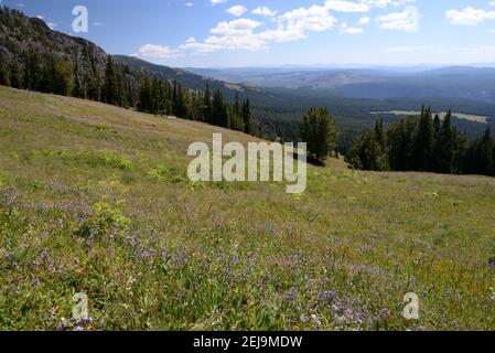 Sentier de Mt Washburn dans le parc national de Yellowstone, Wyoming, États-Unis Banque D'Images