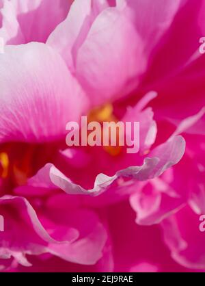 Fond pétale de pion rose. Usine de pivoine. Ressort. Photo verticale. Banque D'Images