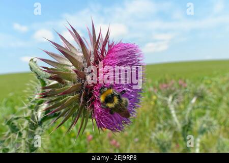 Bumblebee de jardin (Bombus hortorum) visite de nodding / chardon musqué (Carduus nutans) dans le pollen et la bande de mélange de fleurs de nectar bordant une culture d'orge, Royaume-Uni. Banque D'Images