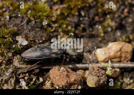 Cliquez sur Beetle (Prosternon tessellatum) en damier sur la lande sablonneuse, Sandy, Bedfordshire, Royaume-Uni, avril. Banque D'Images