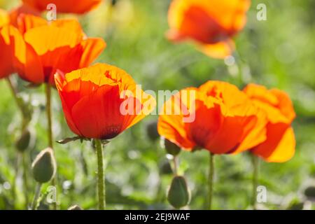 Macro photo nature fleurs fleurs de pavot. La texture de fond de fleurs coquelicots rouges. Une image d'un champ de coquelicots rouges. Banque D'Images