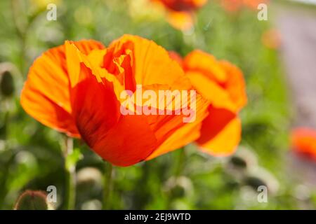 Macro photo nature fleurs fleurs de pavot. La texture de fond de fleurs coquelicots rouges. Une image d'un champ de coquelicots rouges. Banque D'Images