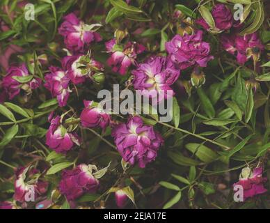 Fleur rose sèche fond macro gros plan Banque D'Images