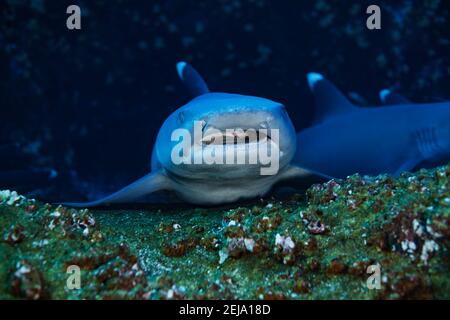 Tête avec des dents de bébé en colère, le requin blanc pointe se cachant dans un abri de récif Banque D'Images