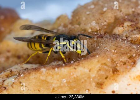 Wespe, Wespen auf Kuchen, Kuchenstück, Apfelkuchen, Wasp, veste yellowwasher, wasps, blousons jaunes, Deutsche Wespe, Wespe, Wespen, Vespa germanica, Vespa Banque D'Images