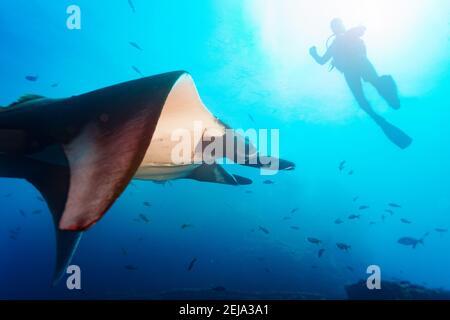 Photo de côté de la belle Manta ray dans la natation de lumière du soleil près du plongeur Banque D'Images