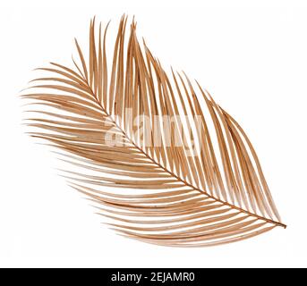 Feuille de palmier sèche tropicale isolée sur fond blanc Banque D'Images