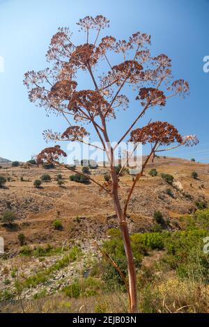 Ferula communis, ou fenouil géant, une vivace herbacée de grande taille, trouvée en Méditerranée. Les Grecs anciens avaient souvent l'habitude de stabiliser les fractures des membres. Banque D'Images