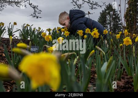 Un jeune garçon apprécie les couleurs vibrantes et l'odeur des jonchies, alors que Spring a presque jailli à RHS Garden Wisley Surrey, Angleterre, Royaume-Uni Banque D'Images