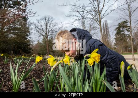 Un jeune garçon apprécie les couleurs vibrantes et l'odeur des jonchies, alors que Spring a presque jailli à RHS Garden Wisley Surrey, Angleterre, Royaume-Uni Banque D'Images