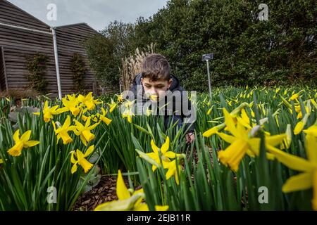 PHOTO:JEFF GILBERT 19 février 2021, RHS Wisley, Surrey, Angleterre, Royaume-Uni UN jeune garçon apprécie les couleurs vibrantes et l'odeur des jonchies comme Spring Banque D'Images